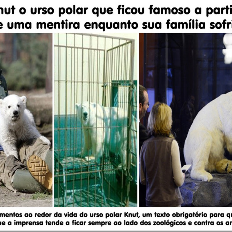 O Ursinho Polar - 2001