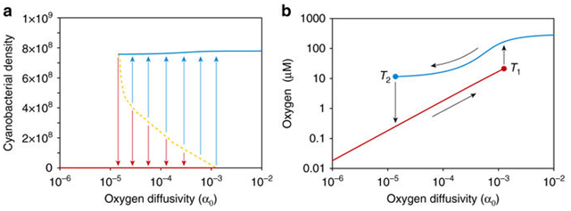 Regime shifts between oxic and anoxic states. a Cyanobacterial population density and, b oxygen concentration predicted at steady state, as function of the oxygen diffusivity. Blue lines indicate the oxic state and red lines the anoxic state. In a the blue and red arrows indicate the basins of attraction of the oxic and anoxic state, respectively, and the dashed orange line is the separatrix between these two basins of attraction. In b T 1 and T 2 indicate the two tipping points of the system and black arrows illustrate the hysteresis loop. Parameter values are given in Supplementary Table 1, with P b = 9.5 μM. The initial cyanobacterial density varies, while the other initial conditions are set at N PB = N SB = 1 × 108  cells L−1, S O = 250 μM, S R = 350 μM, O = 150 μM, P = 9.5 μM. Graphic: Bush, et al., 2017 / Nature Communications