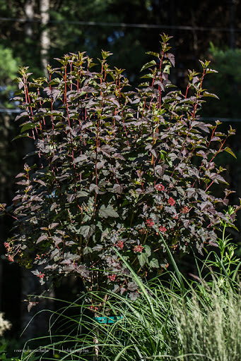 Physocarpus Diabolo ( sur tige ) Physocarpus-diabolo-tige-130711-173rm