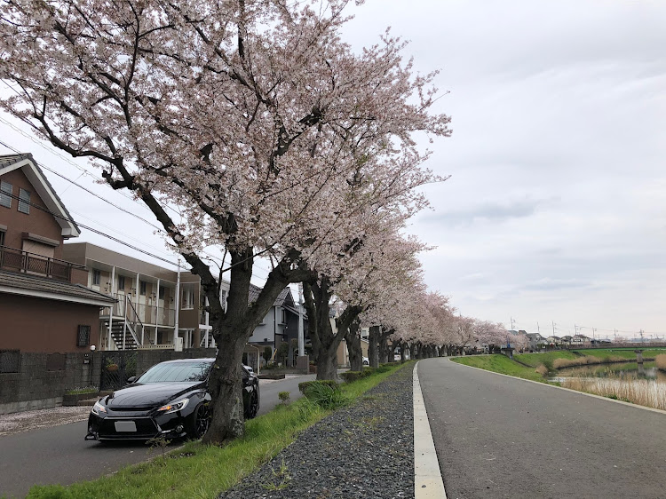 マークXのマークXG's・桜・桜とコラボ・トヨタ・桜と愛車に関するカスタム事例の投稿画像2枚目