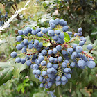 Oregon Grape