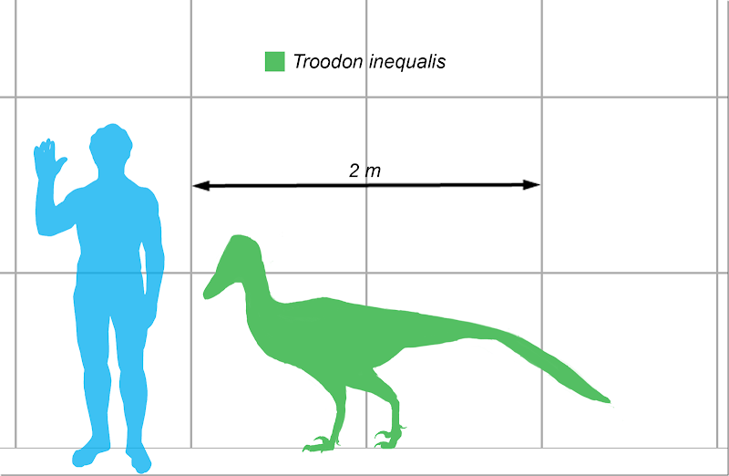 Stenonychosaurus-scale