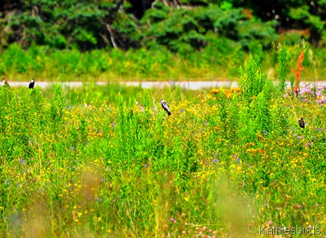 5. bobolinks-kab