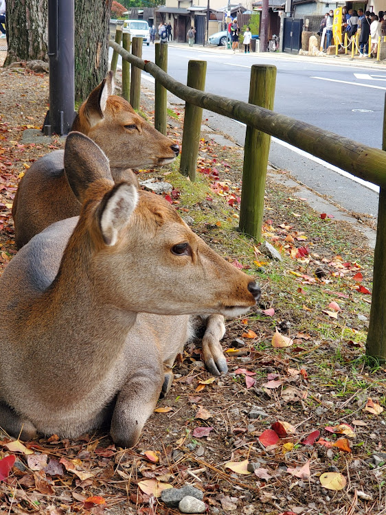 の投稿画像2枚目