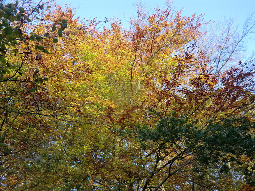 CIMG0982 Autumn colours, Banstead Wood