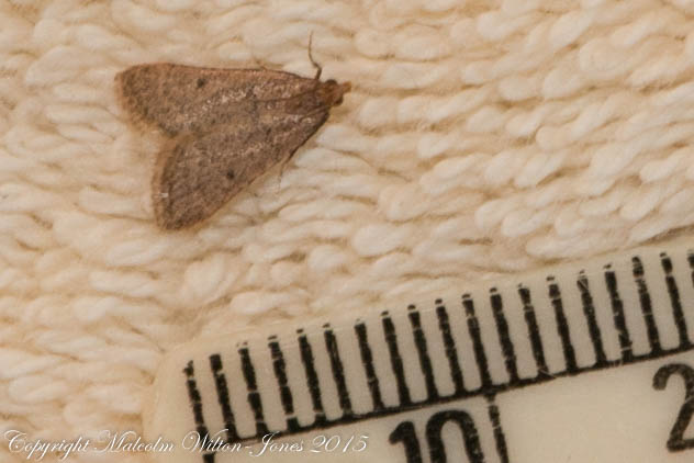 Pyralidae Moth