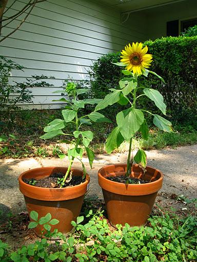 Wedding Sunflowers