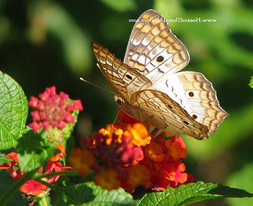 White Peacock Butterfly