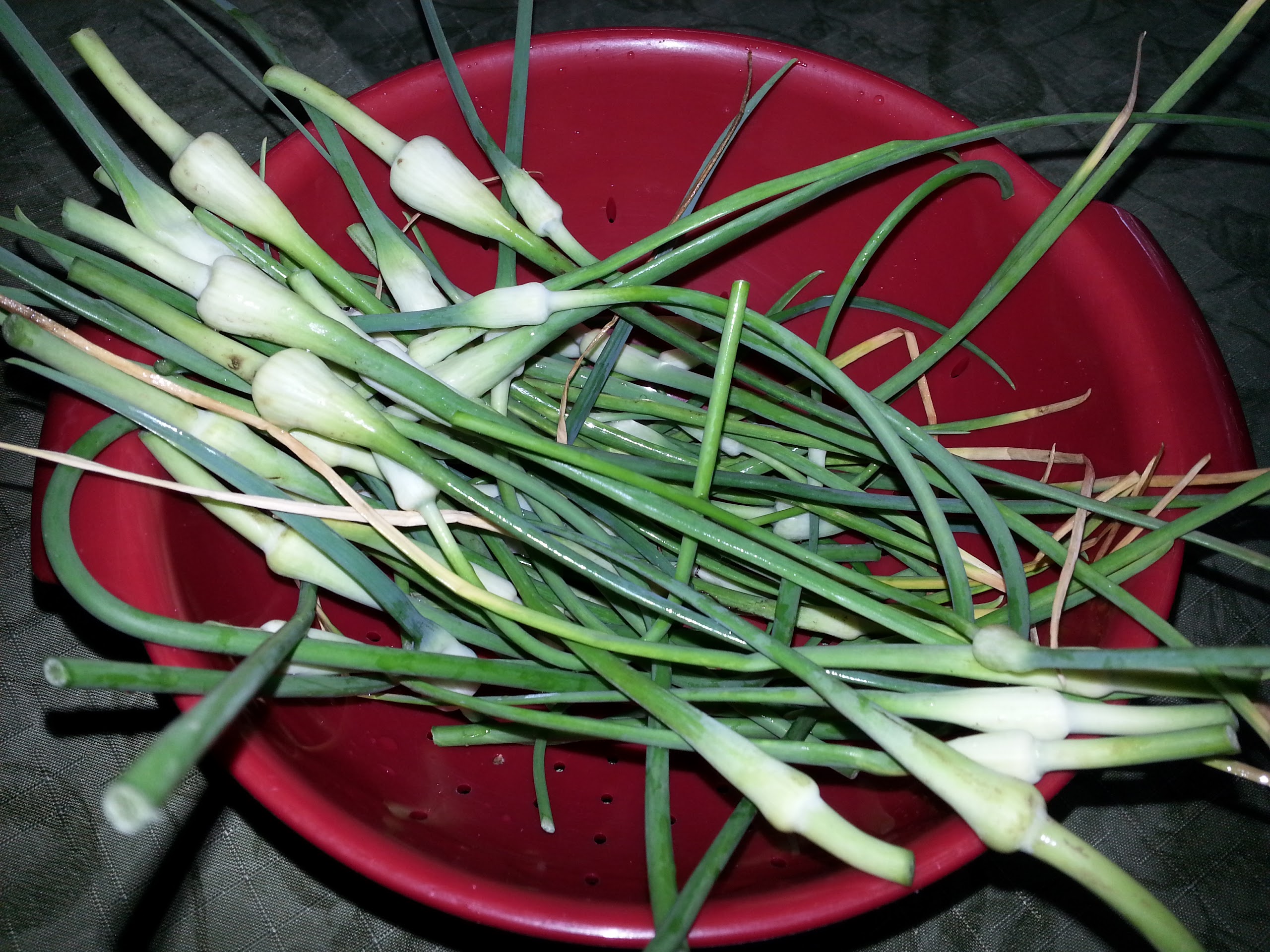 Garlic Scapes Why to Cut and How to Use
