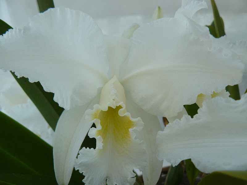 Cattleya mossiae f. wageneri P1050641