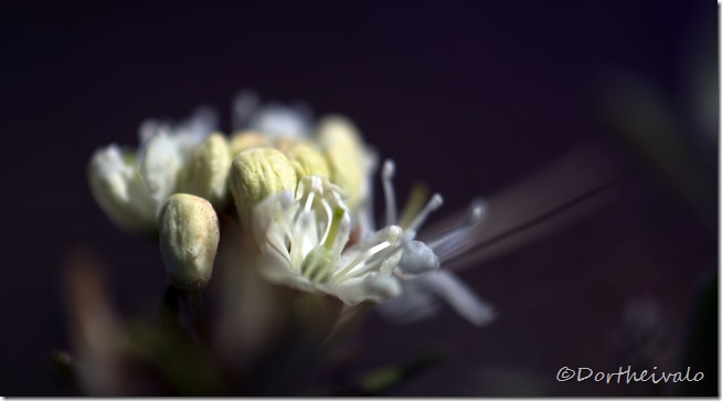 _SNG8802 _SNG8802