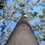 Blue Gum in the Forest (49844)