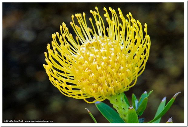 160513_Leucospermum_Goldie_003