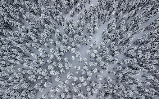 Snow covers the forest