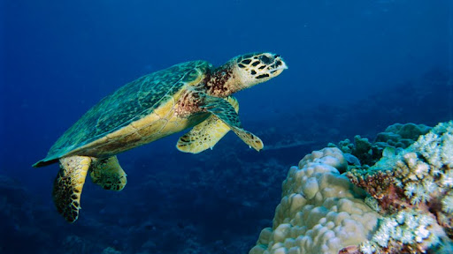 Hawksbill Turtle, Malaysia.jpg