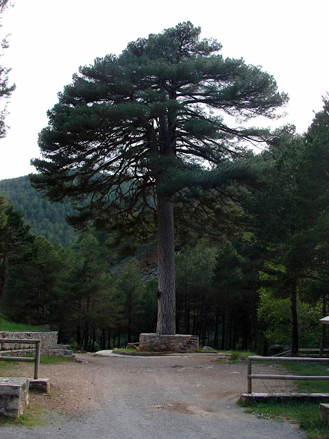 Senderismo - Linares de Mora - Pistas de esquí - Monegro - Molinete - Pino Escobón