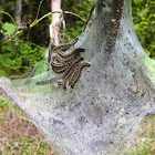 Eastern tent caterpillar