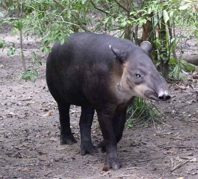 [Tapir-Belize20%255B5%255D.jpg]