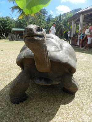 PRASLIN: las tortugas - SEYCHELLES: A DOS PASOS DEL PARAÍSO (5)