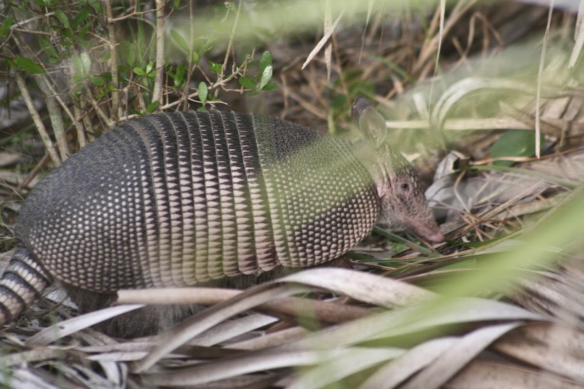 Nine-Banded Armadillo