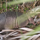 Nine-Banded Armadillo