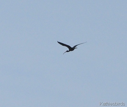 6. glossy ibis-kab