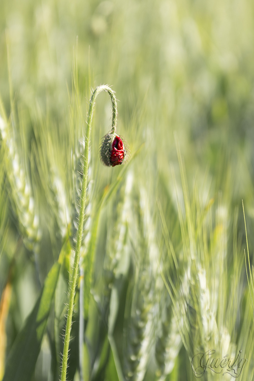 Photo Du Jour NON Lumix 17/06/2013 WebSEB1057