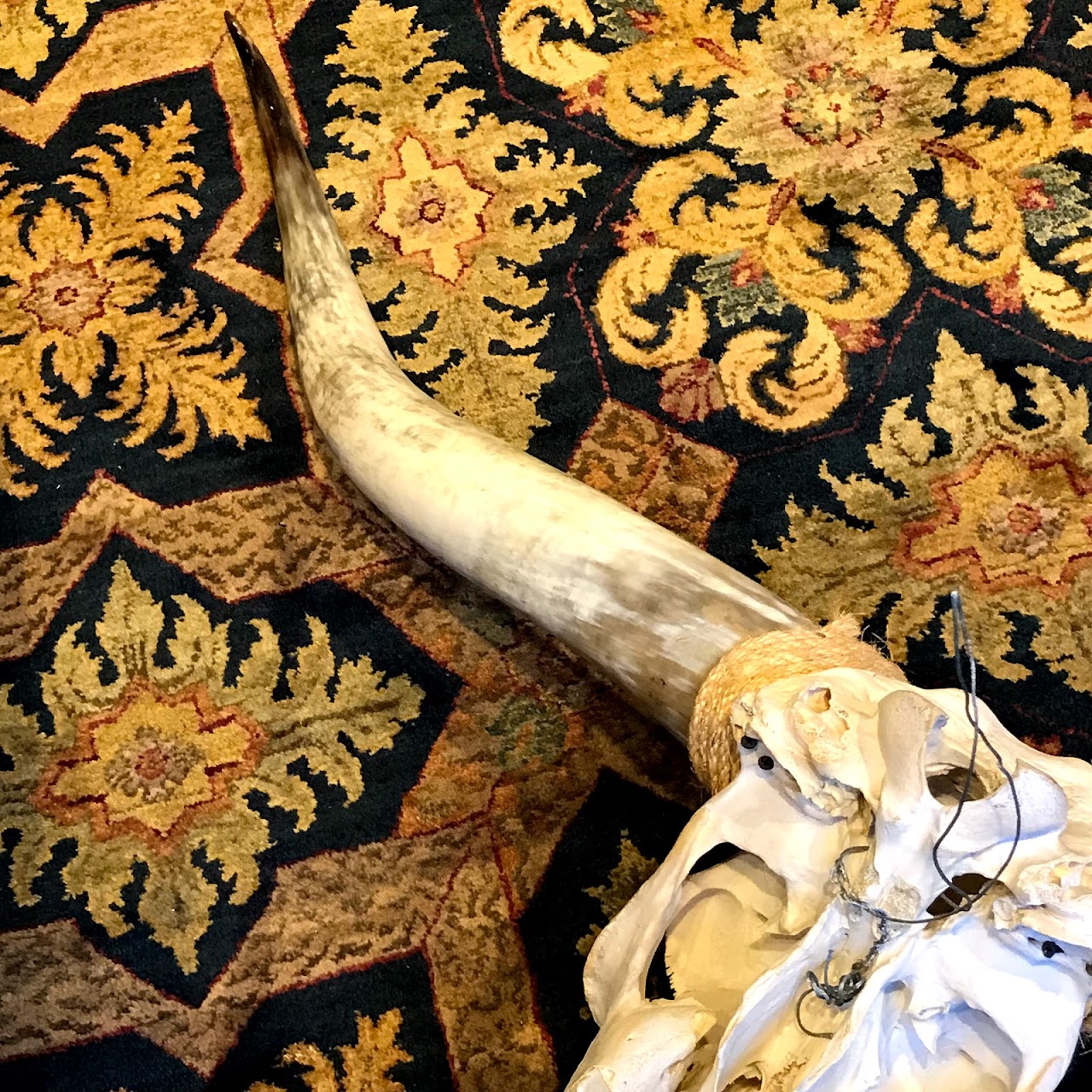 Longhorn Steer Skull