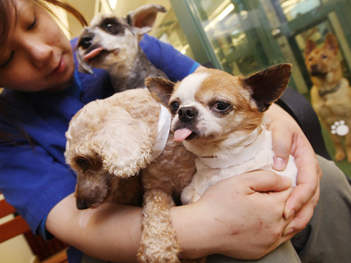 140 Dogs Need a Home in Hong Kong