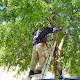 Fayetteville Tree Care Services