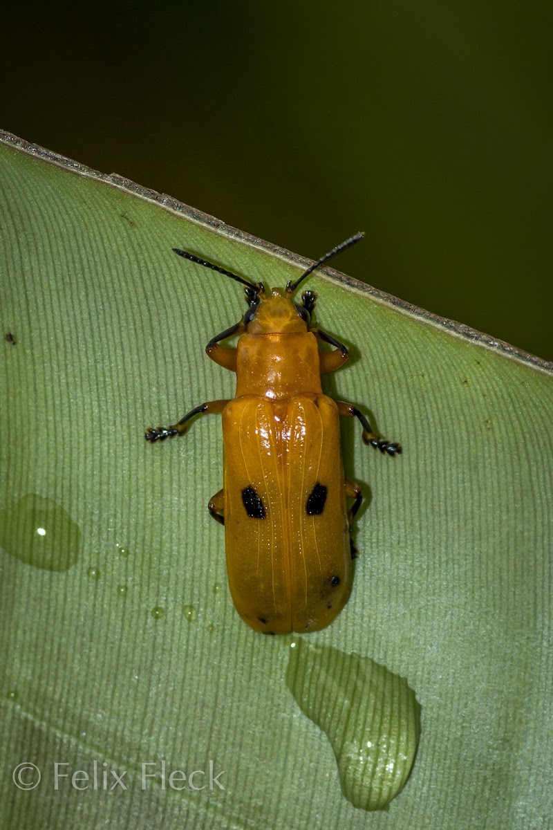 Leaf Beetle