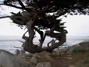Cypress tree overlooking the Pacific Ocean