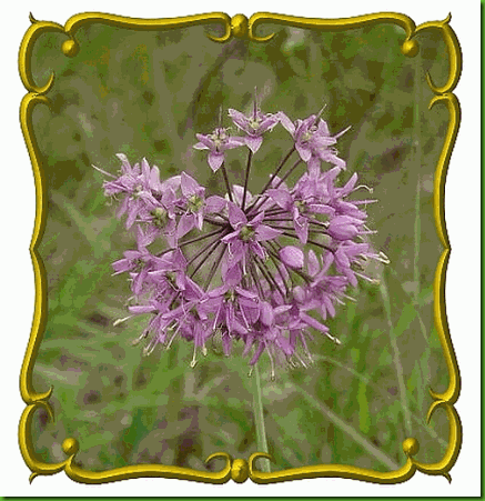 Allium-stellatum