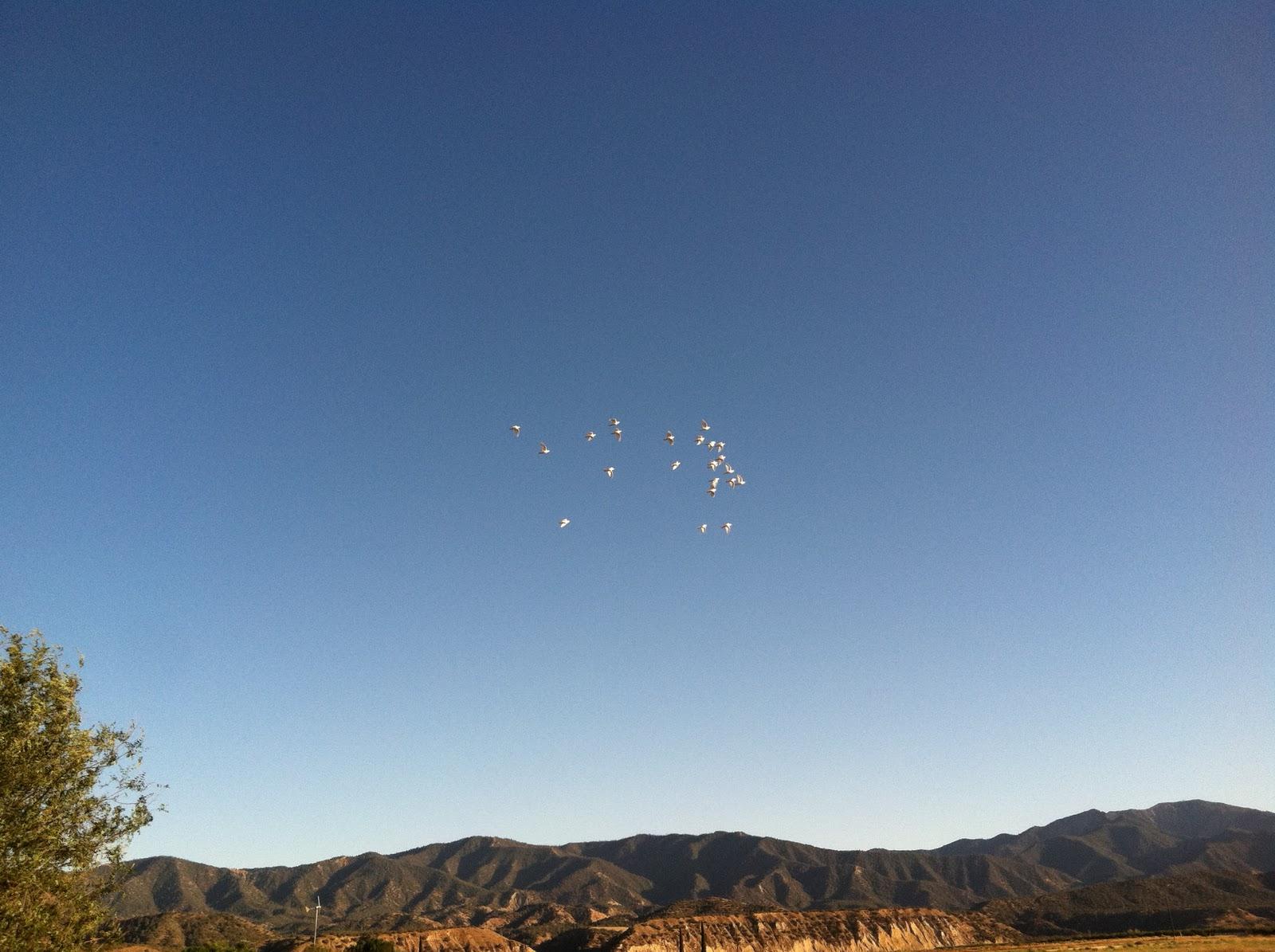 White doves. A flock of them.