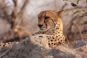 Male Cheetah, South Africa