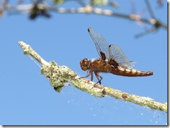 Broad-bodied Chaser