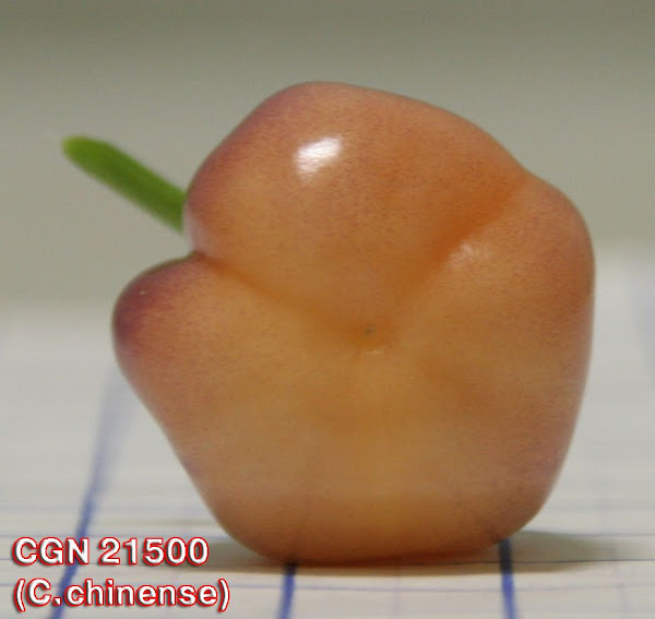 CGN21500_fruit_downview.jpg