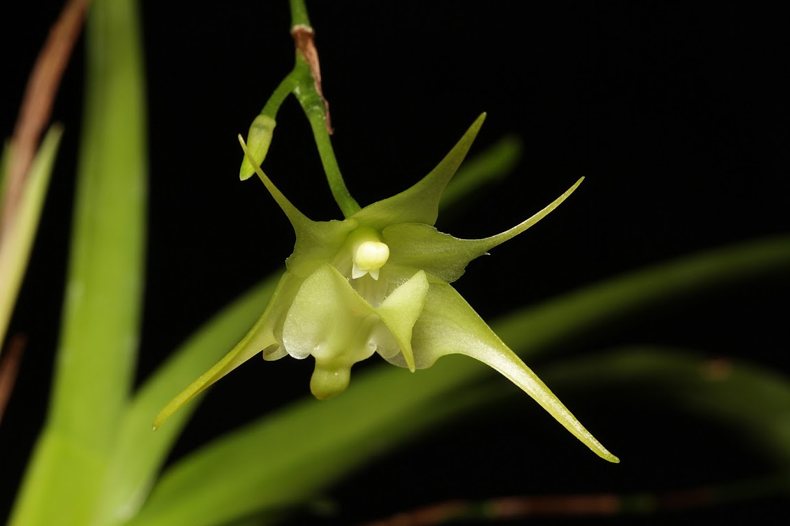 Aeranthes arachnites IMG_0380_v1