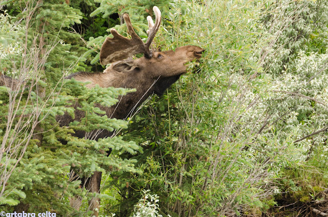 GRAND TETON NATIONAL PARK (WYOMING, USA), Naturaleza-USA (23)