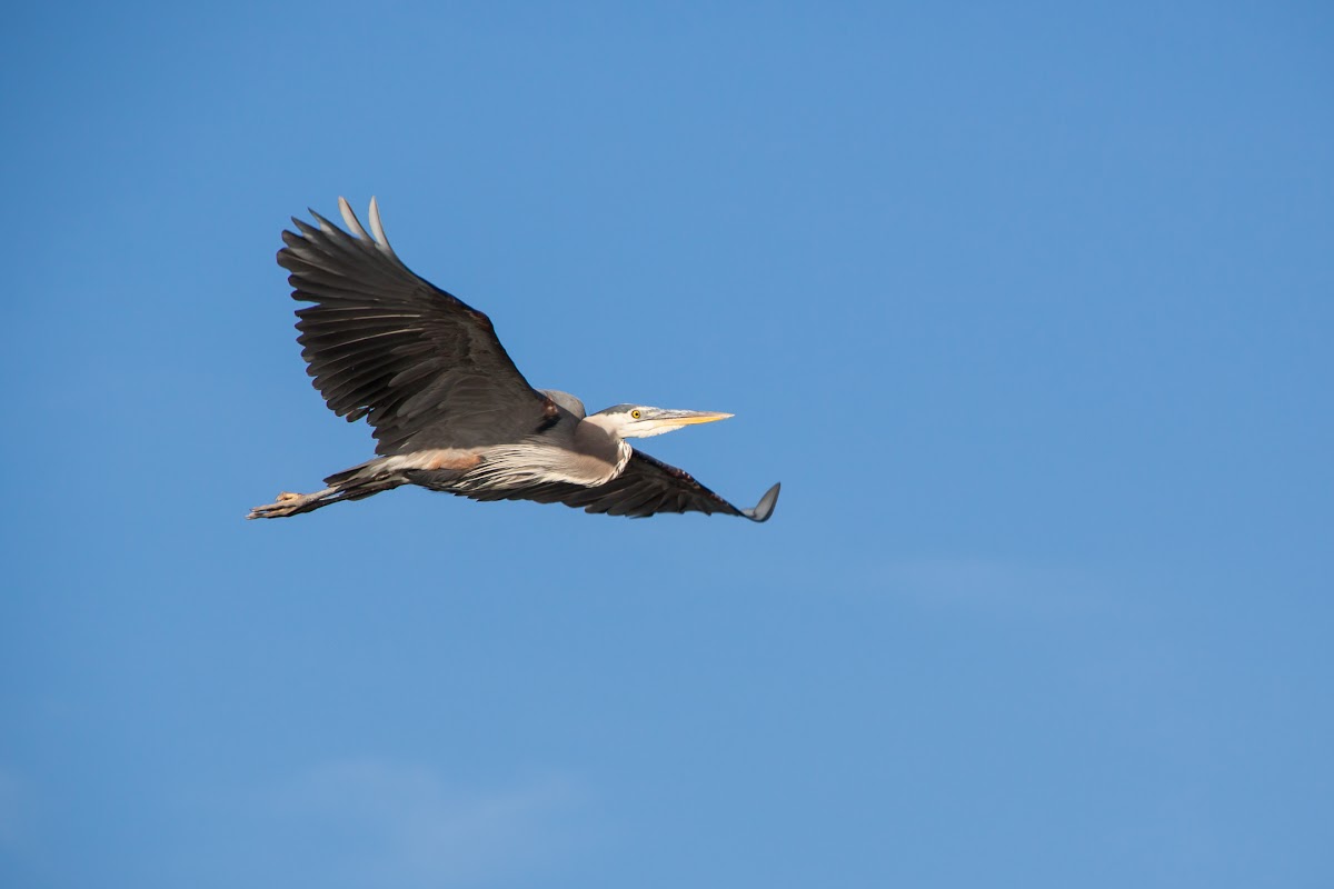 2016_07_06-Jetty-island-paddle-9884.jpg