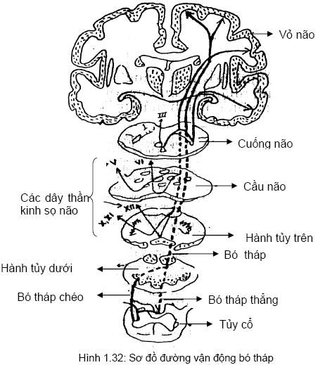 Sơ đồ đường vận động bó tháp