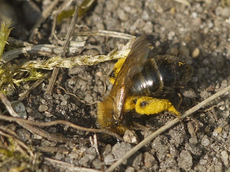 La maison de Baby bee G1160158