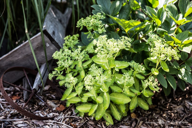 Hylotelephium (grand Sedum) Autumn Delight  Hylotelephium-autumn-delight-130813-163rm