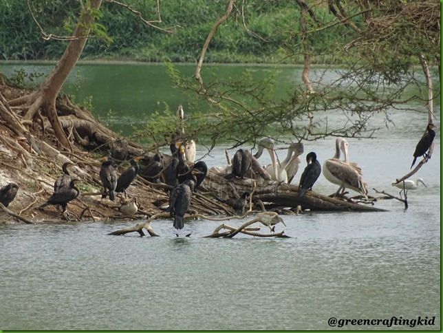 Pelican and cormorant