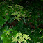 Climbing Hydrangea