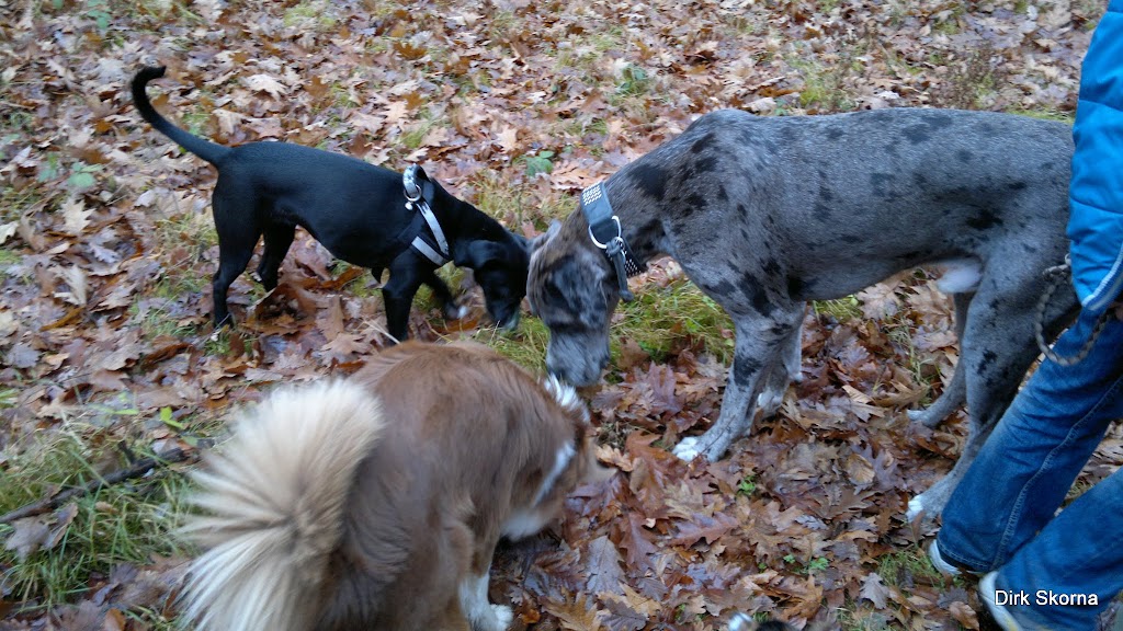 2011 Darko - Hundewanderung in der Dresdner Heide