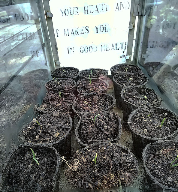 赤根ほうれん草の発芽 Spinach sprout