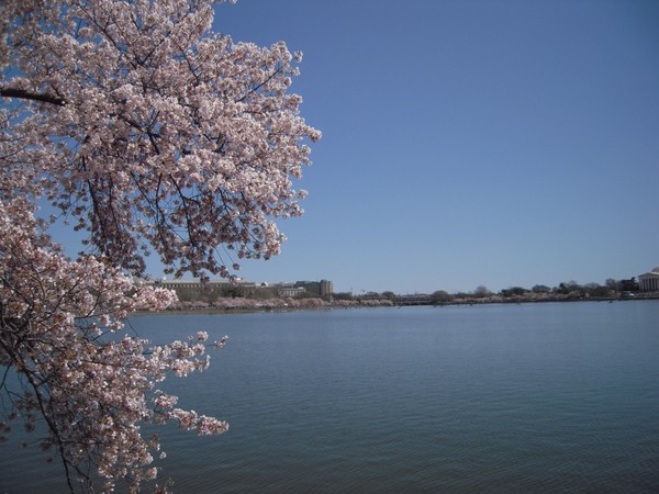 Cherry blossom 3