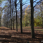 Forêt domaniale des Camaldules : allée royale