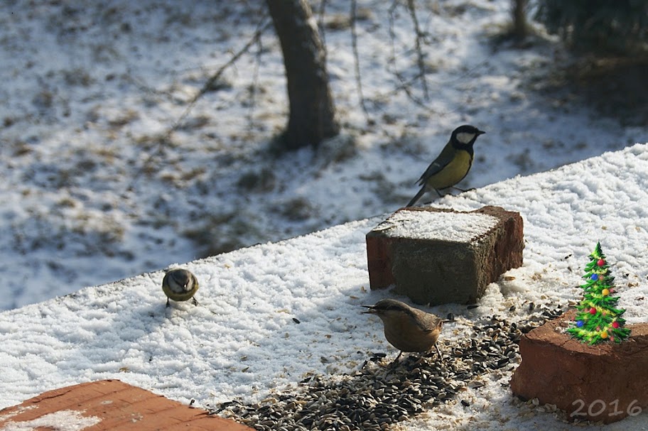 Ptaszki foto - rancho Fionki  1%25252C1